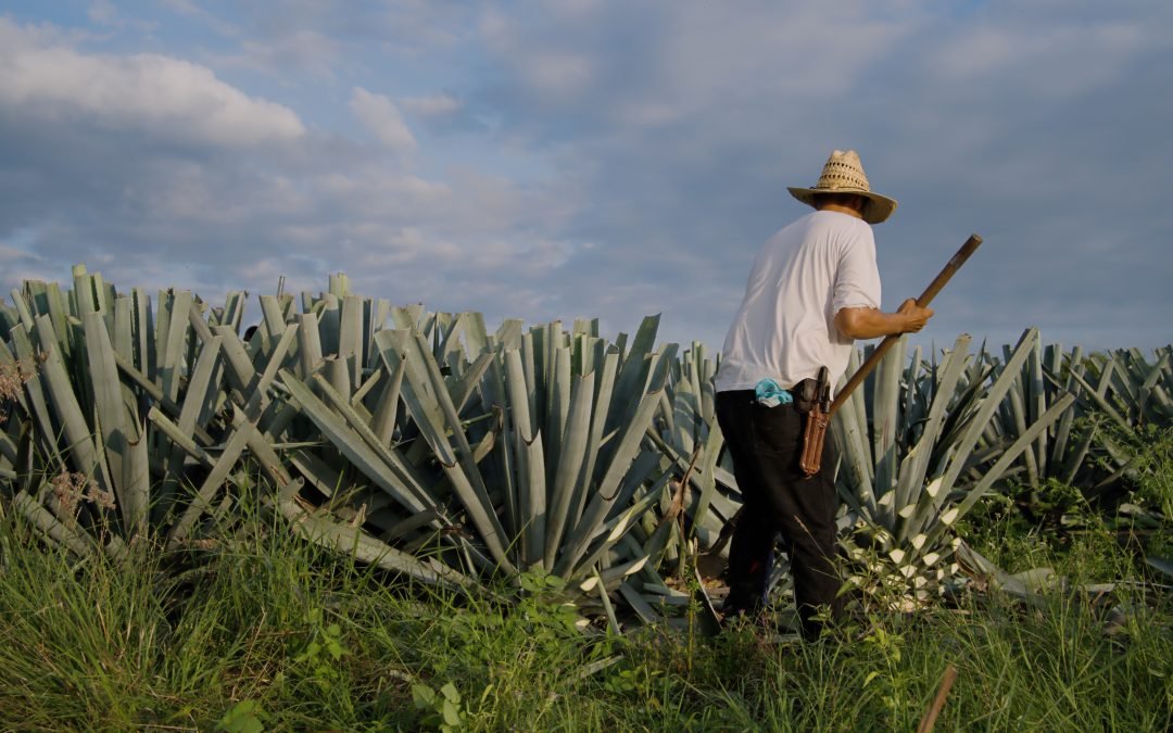 El potencial de las exportaciones de tequila a Europa